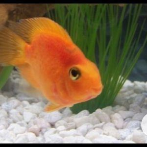 Meet your Posher, Brookie